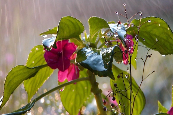 Basic Monsoon care of your garden