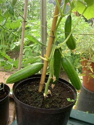 Cucumbers