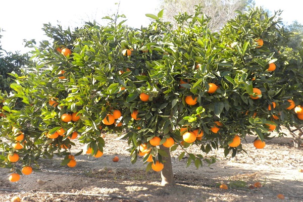 Oranges contain high concentrations of fiber