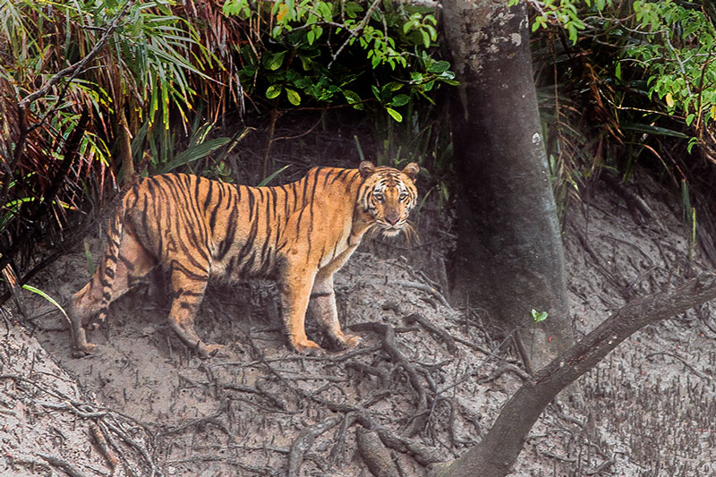 Sundarbans West Bengal