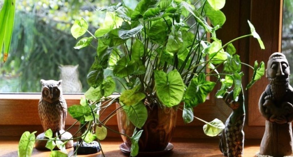 Outdoor Plants Try these best plants for the climate of Mumbai