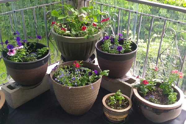 gardening for beginners in pots