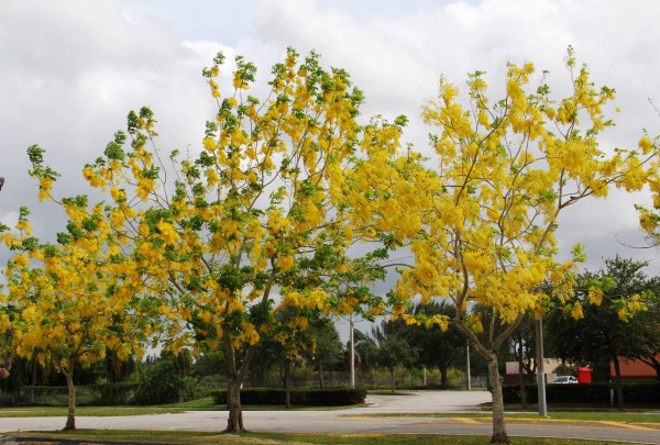 golden shower tree growth rate