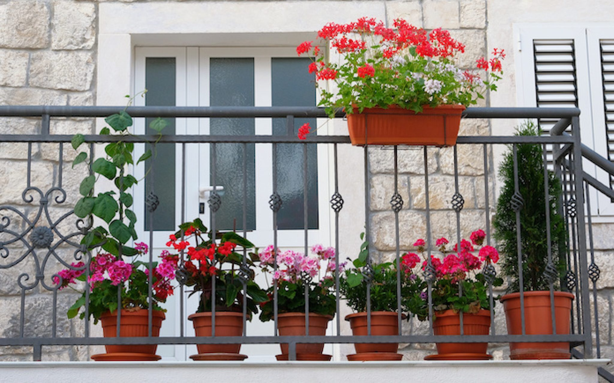 Why are my flowering plants not flowering? Redeem Discounts