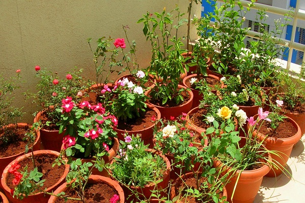 plants for container gardening