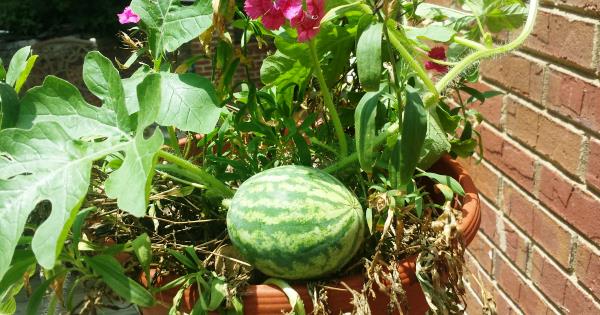 season of pulpy watermelon