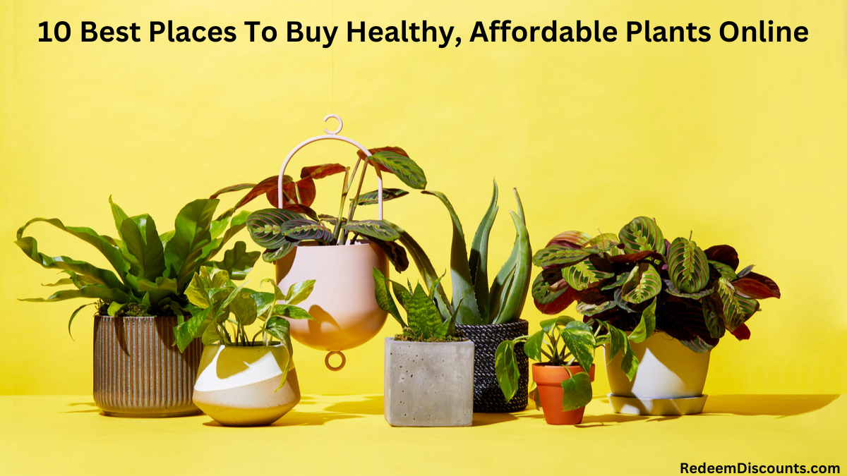 10 Best Places To Buy Healthy, Affordable Plants Online