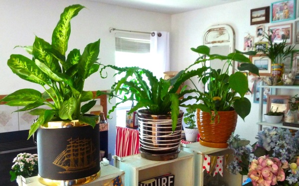 Bring home an easy to maintain indoor plant