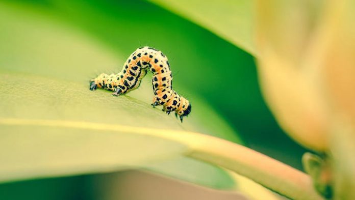 Garden bugs – Good or Bad
