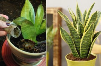 Which Plants Like Tea Leaves