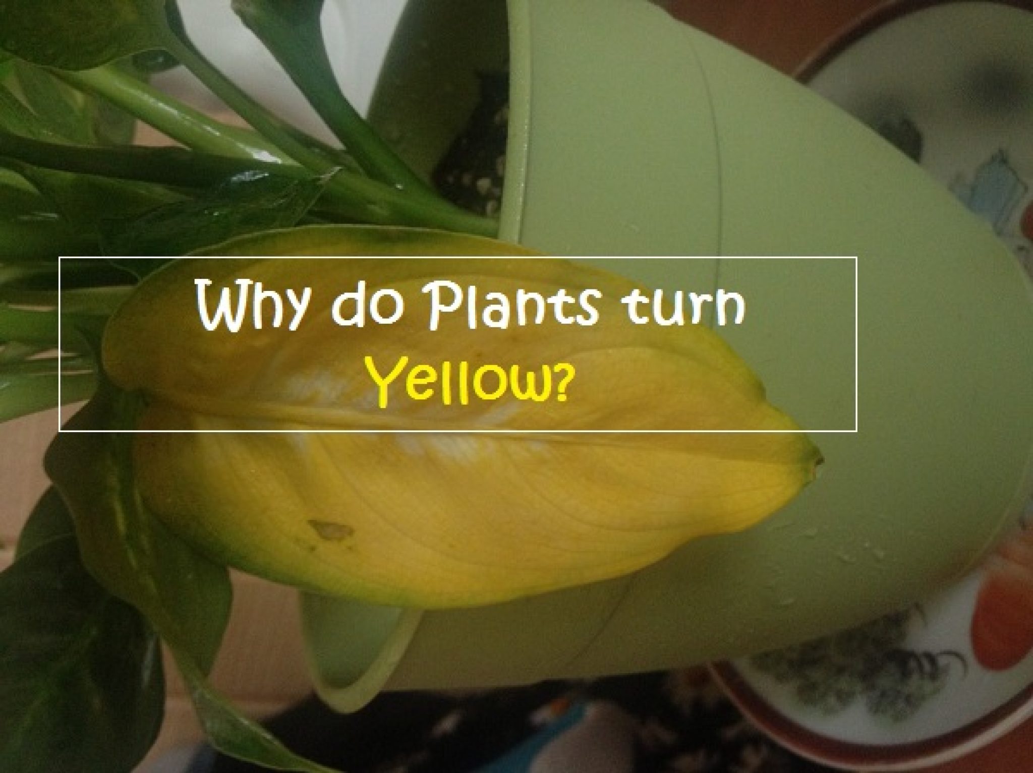 Why do plants turn yellow, and what can be done about it? Redeem