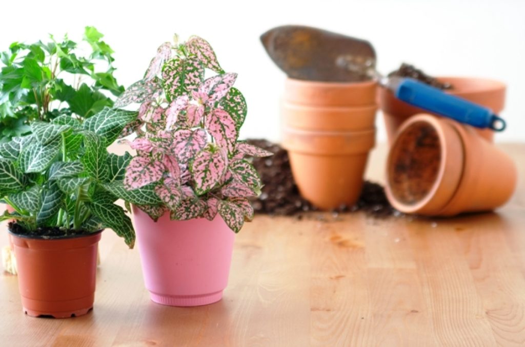 best indoor plants for home