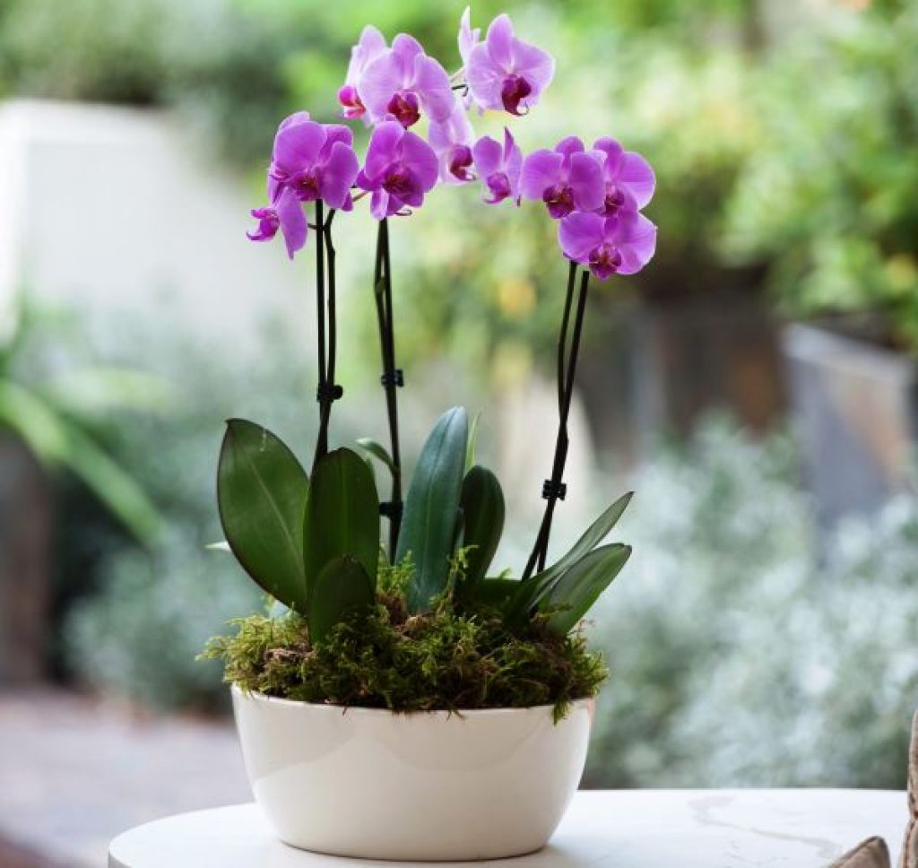 best indoor plants for home