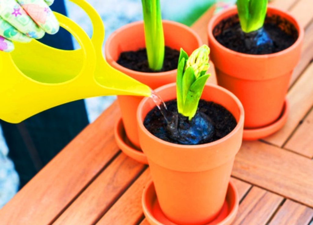 Here are the steps for planting flower bulbs, from beginning to end