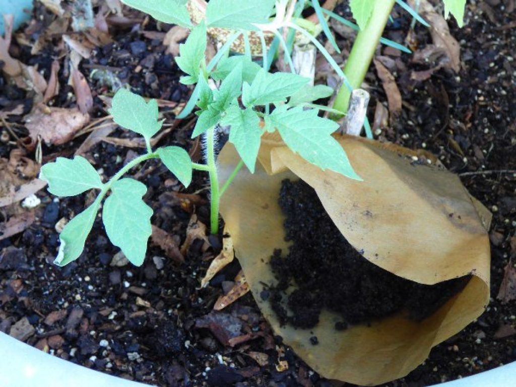 how to use tea leaves as fertilizer
