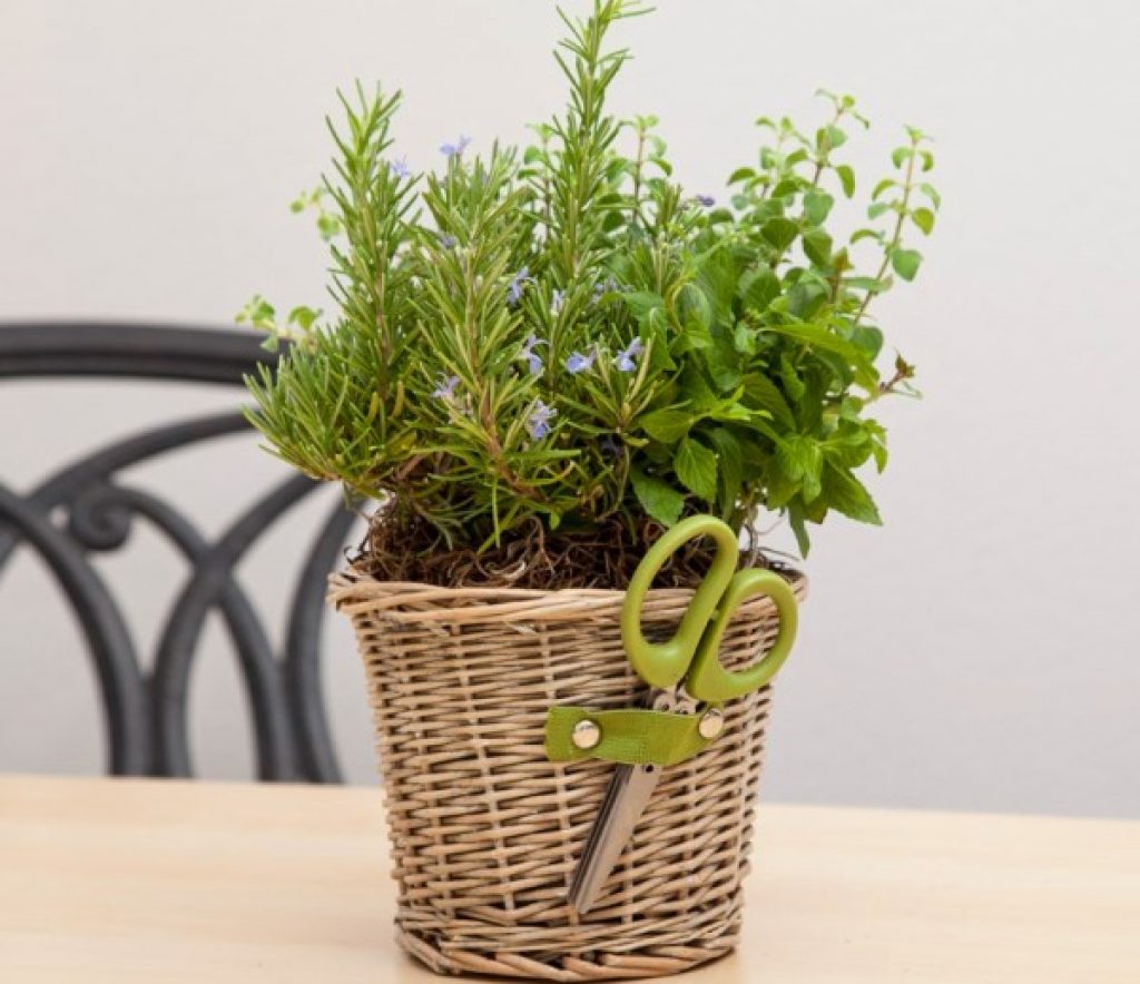 indoor plants for home with name