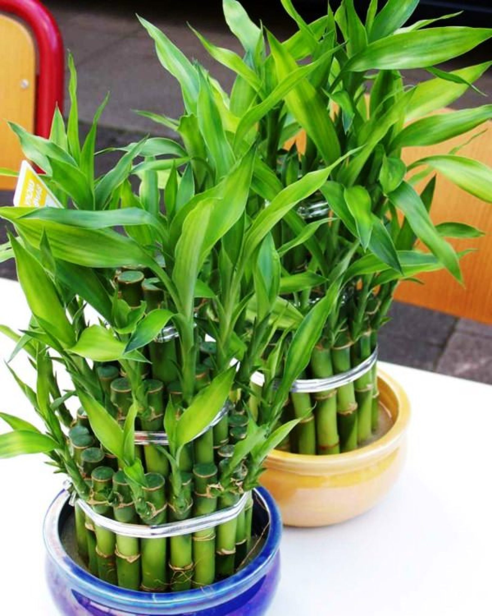 Do you know what a lucky bamboo is really called? Redeem Discounts