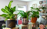 Bring home an indoor plant that is easy to care for.