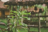 How to take care of your garden in the monsoon
