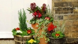 Celebrate Greenery Day To Give Some Green.